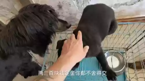 狗子五黑阵容搭配什么插图6
