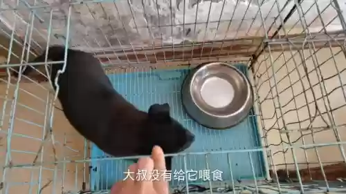 狗子五黑阵容搭配什么插图1