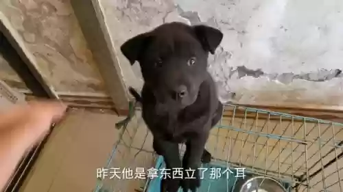 狗子五黑阵容搭配什么插图3