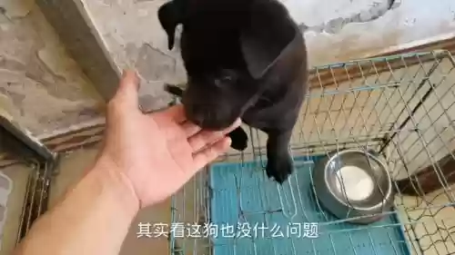 狗子五黑阵容搭配什么插图4