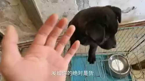 狗子五黑阵容搭配什么插图5