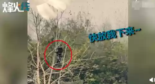 伞兵前期开荒阵容搭配(率土之滨8c开荒阵容)插图7