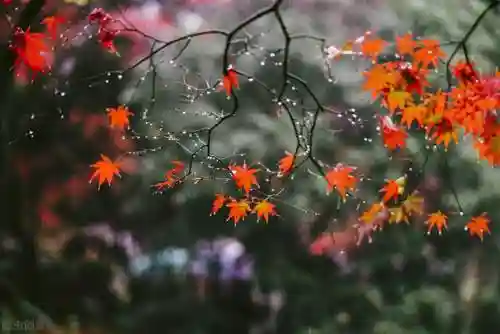 寒霜圣地 阵容(圣斗士圣地争锋最强阵容)插图