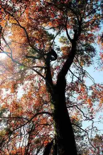 寒霜圣地 阵容(圣斗士圣地争锋最强阵容)插图18