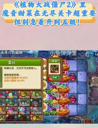 魔音甜菜阵容插图
