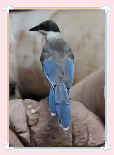 喜鹊新阵容插图1