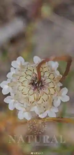 熊菊阵容插图1