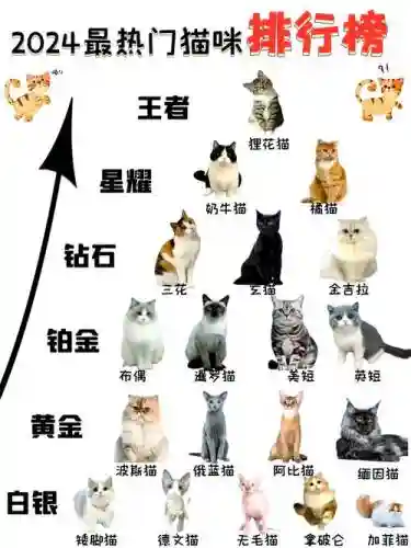 猫猫阵容配对_2插图1