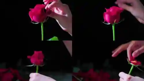撕花瓣攻略插图1