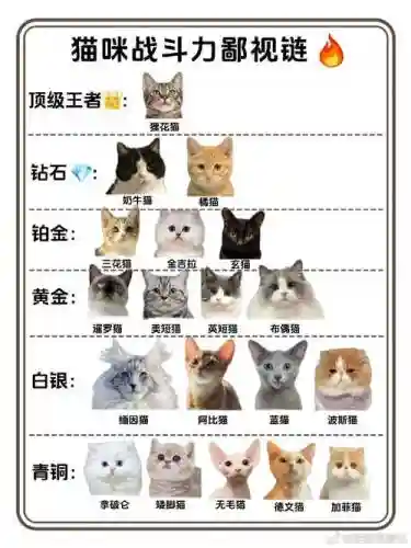 猫咪阵容搭配图文插图1