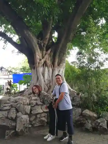 古榕阵容最佳搭配,古榕阵容最佳搭配是什么插图1 古榕阵容最佳搭配,古榕阵容最佳搭配是什么插图1