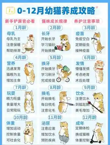 小猫养成记游戏攻略，小猫养成手册插图1