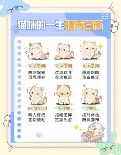 小猫养成记游戏攻略，小猫养成手册插图