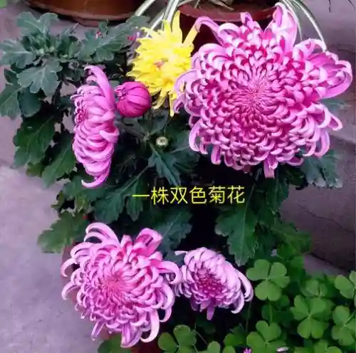 dnf武器苦无粉色大全，dnf苦无是谁用的插图